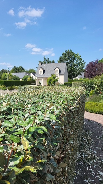 Tonte de pelouse professionnelle