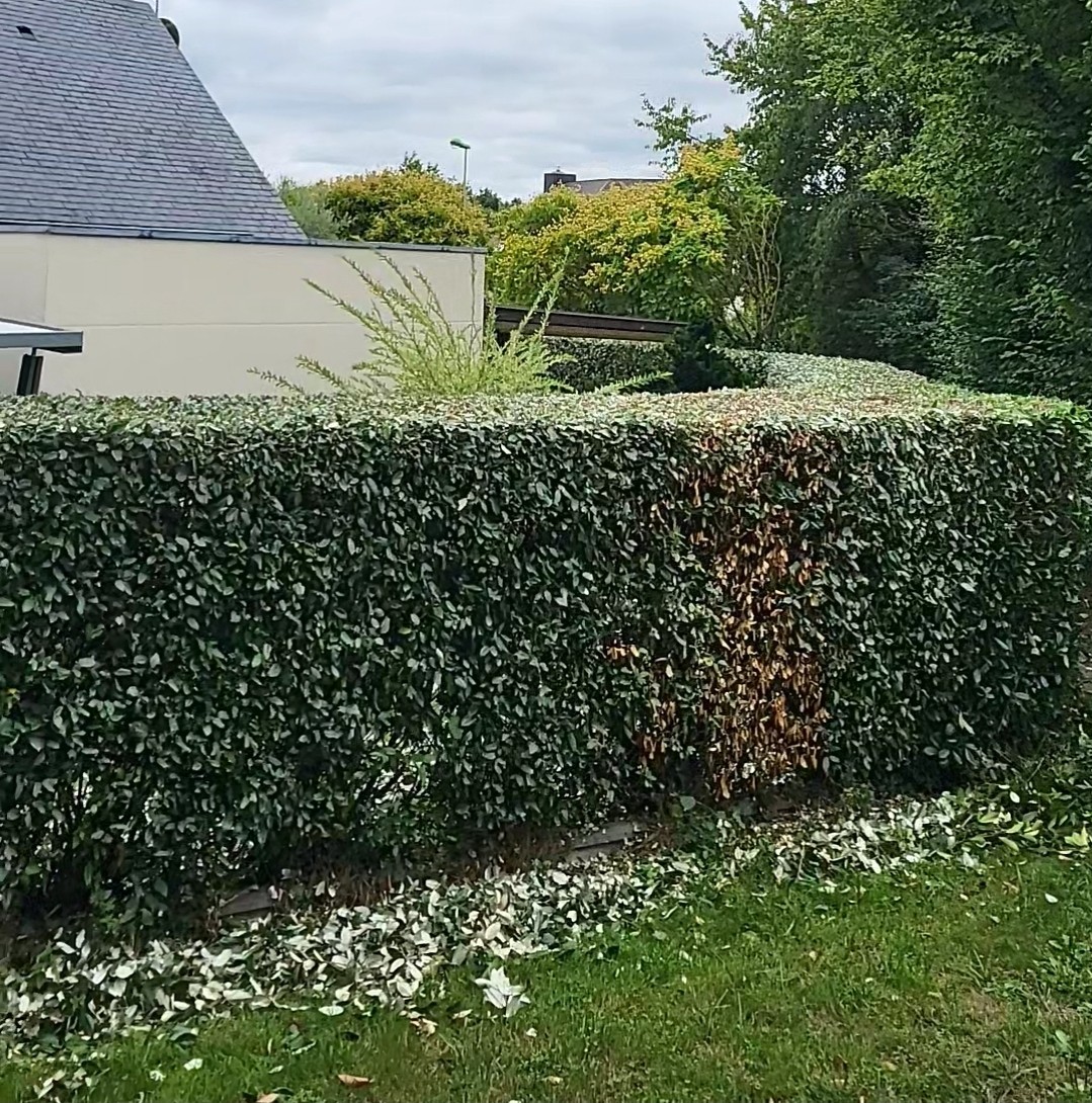 Taille de haies avec précision