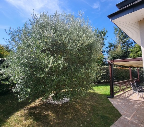 Taille de haies avant et après